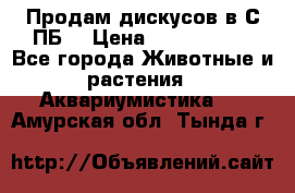 Продам дискусов в С-ПБ. › Цена ­ 3500-4500 - Все города Животные и растения » Аквариумистика   . Амурская обл.,Тында г.